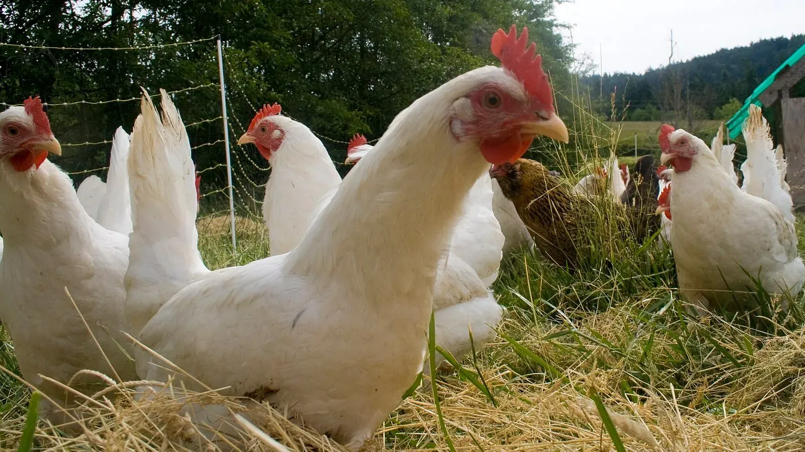 White hens grazing on pasture beside a fence line in an open field