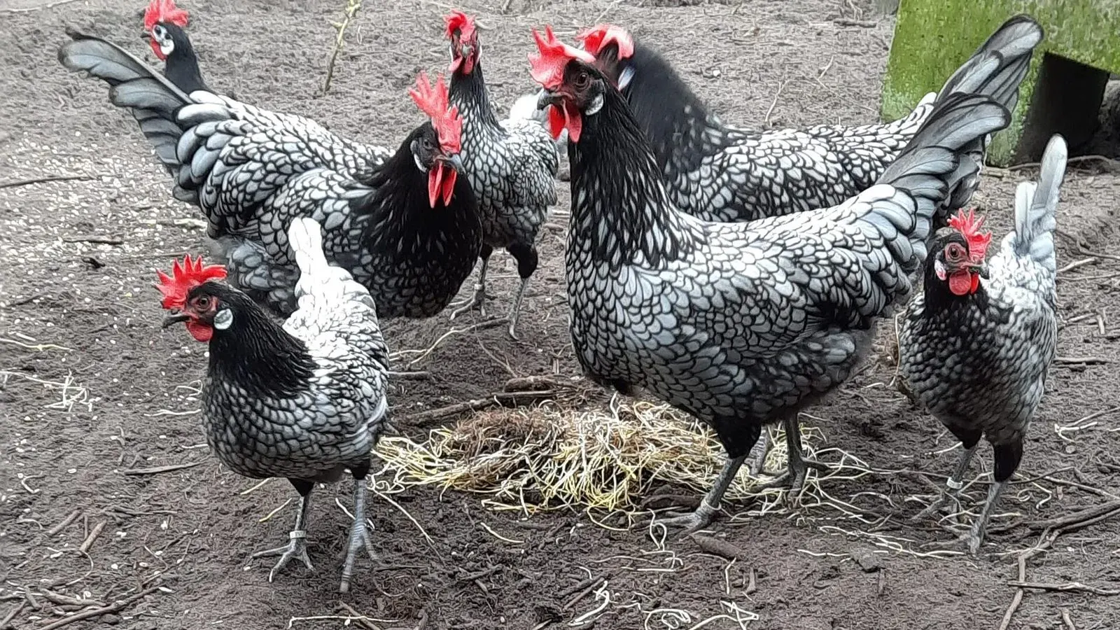 Blue Andalusian hens with slate grey feathers standing together on bare ground