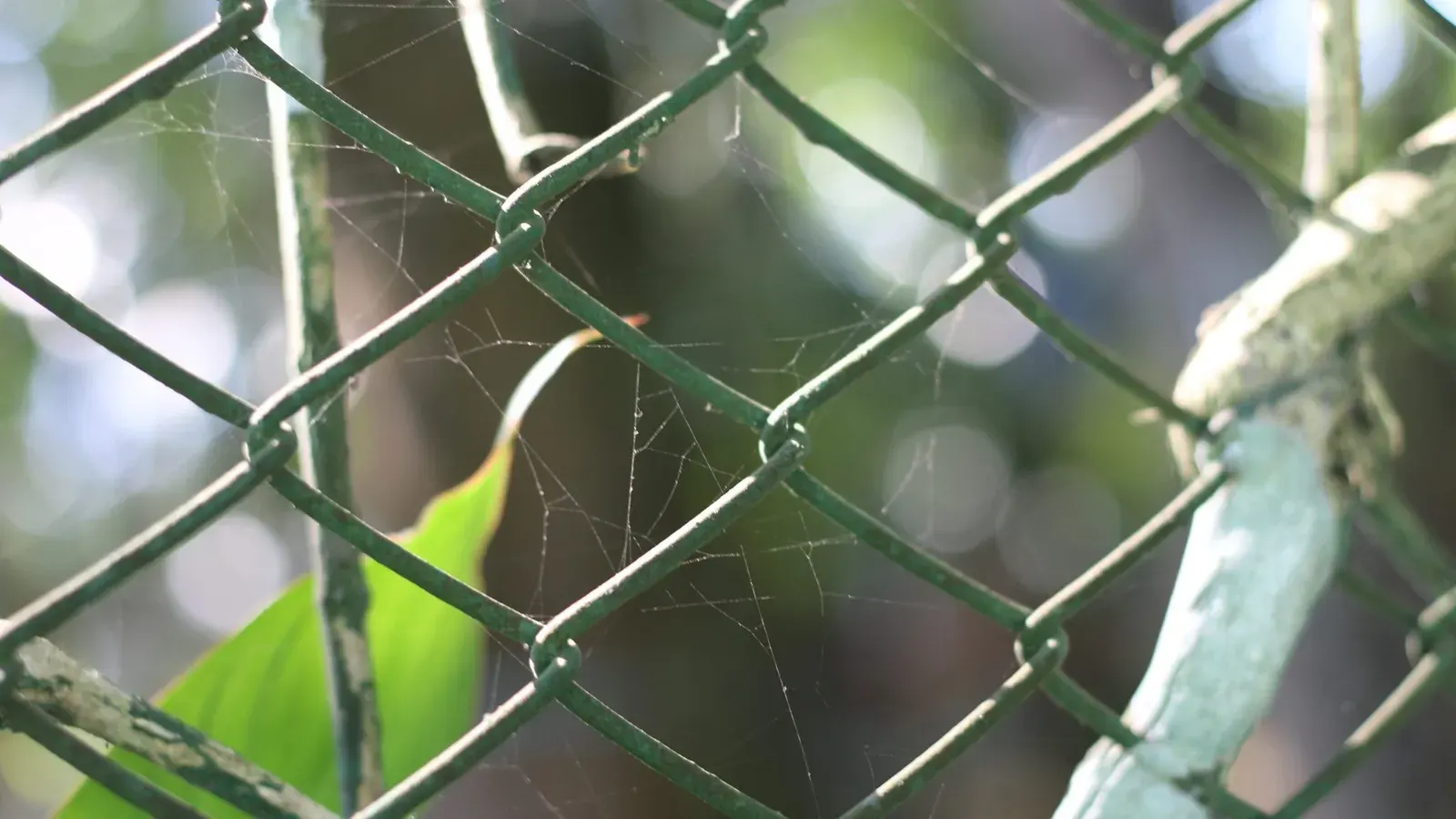 Close up of galvanised welded wire mesh fixed to a timber coop frame