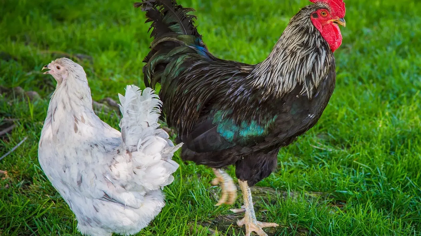 A black rooster and a pale hen standing together on open green grass