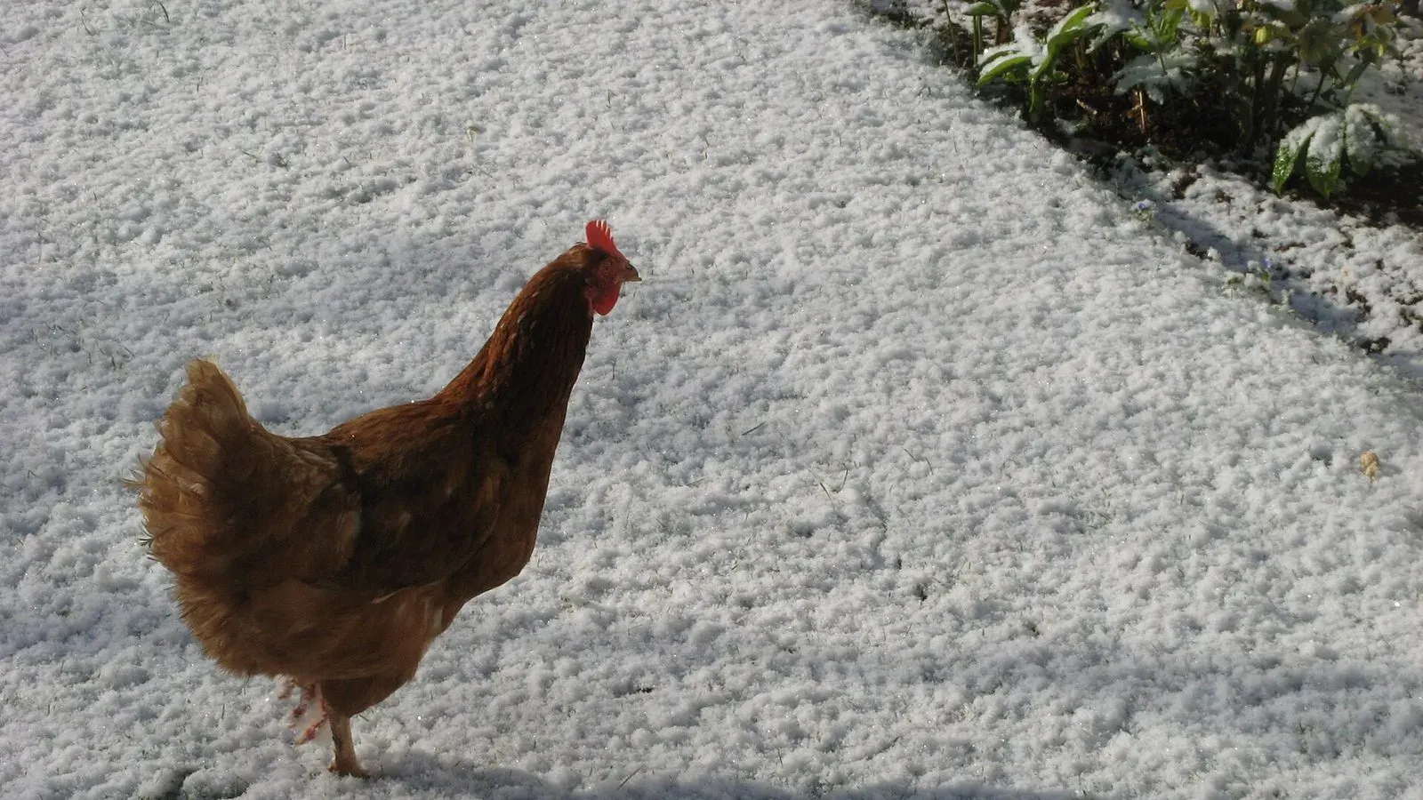 A brown hen standing on snow-covered ground in winter