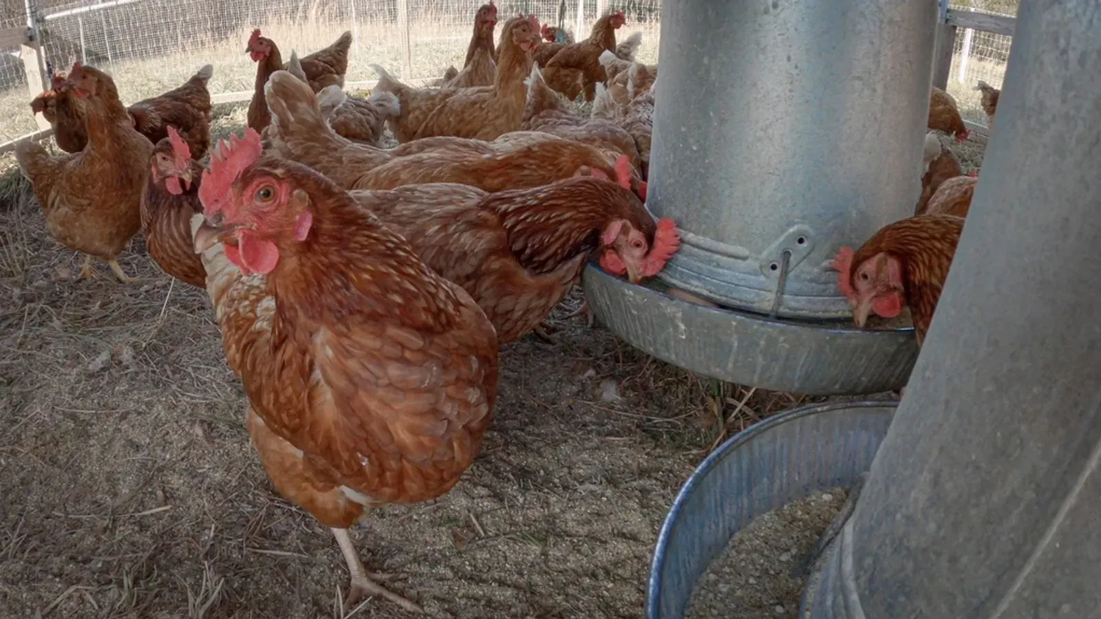 Hens standing on a loose layer of dry plant bedding inside a coop