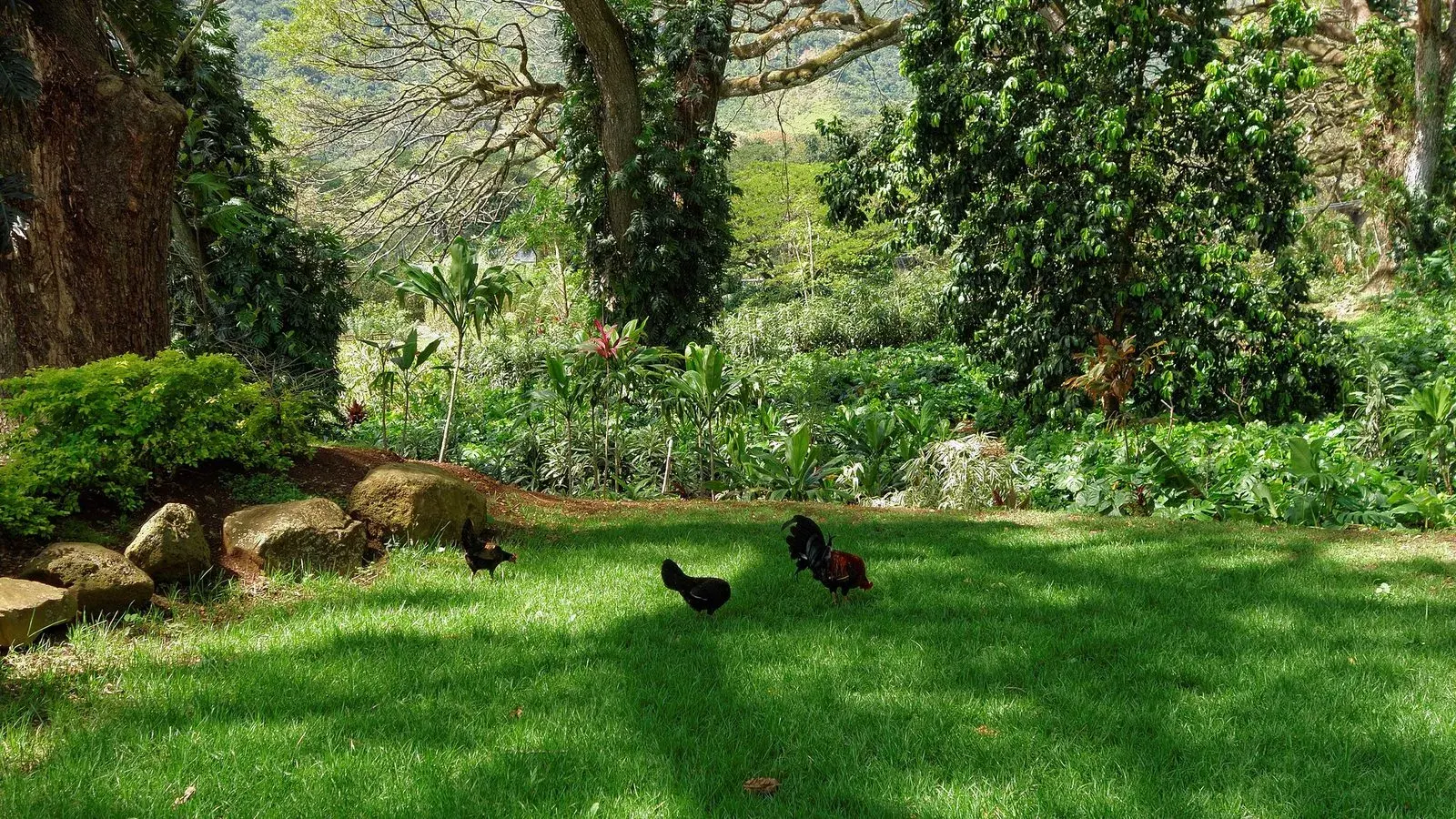 Backyard chickens moving across grass beside a wooden fence