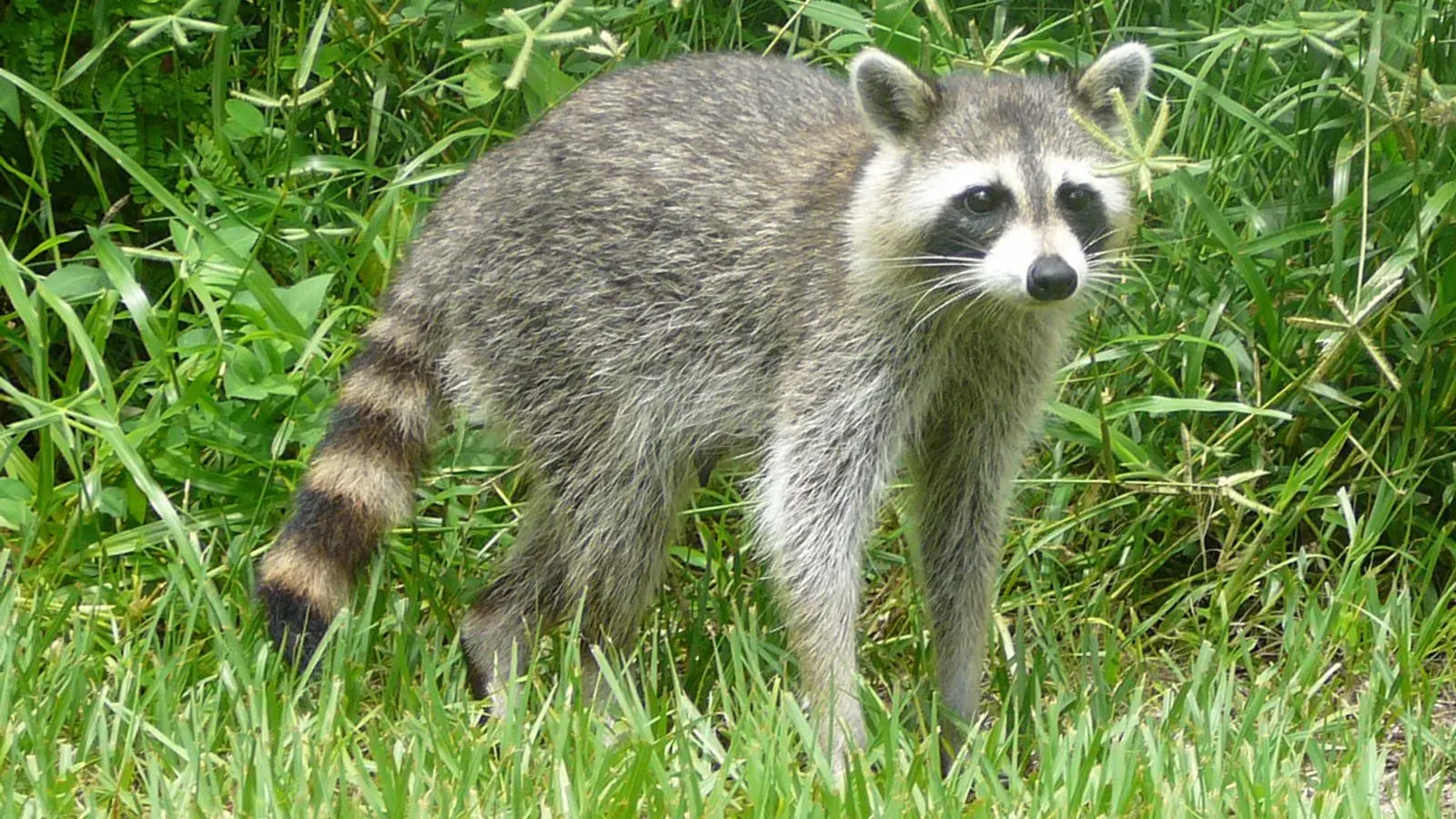 A common raccoon standing on all fours looking towards the camera