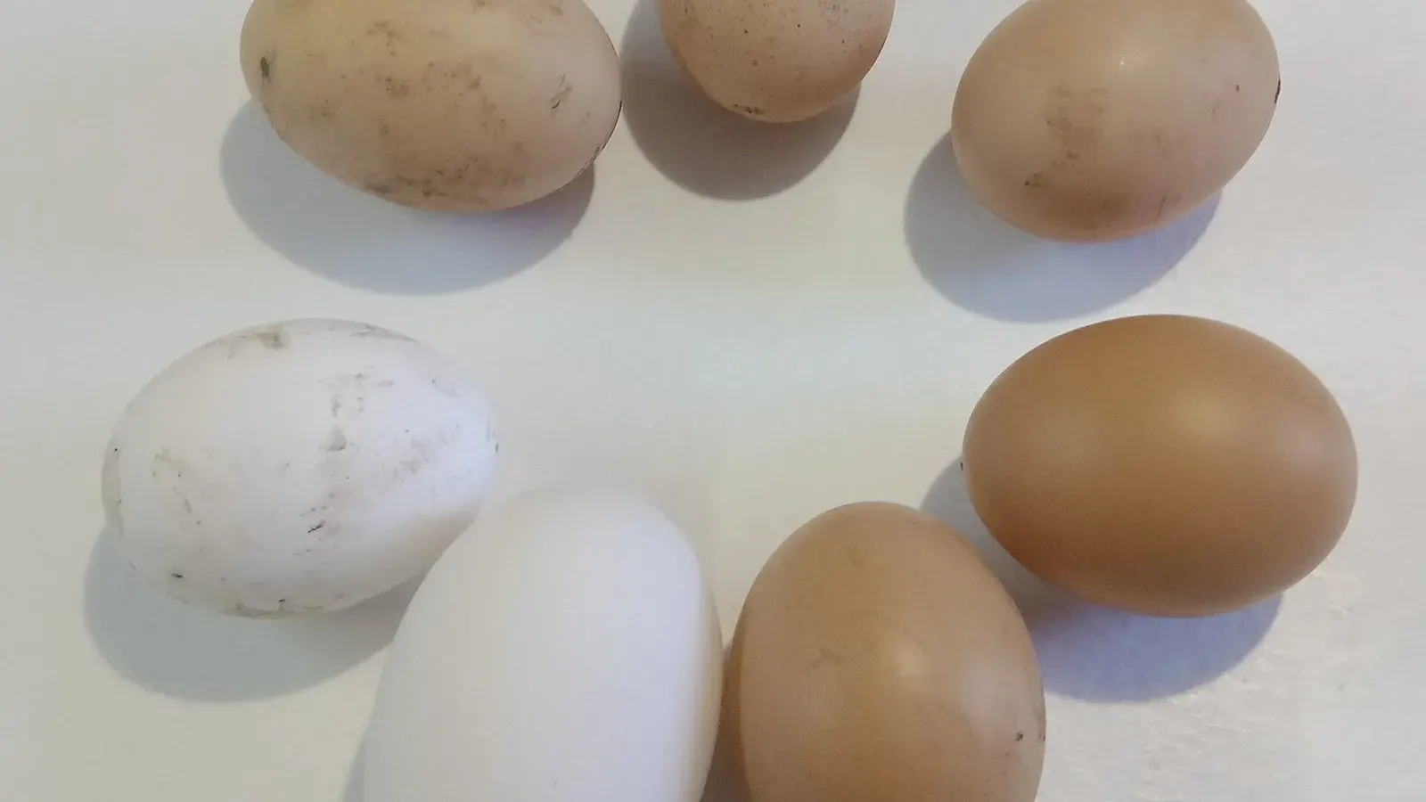 A mixed collection of chicken and goose eggs laid out on a surface