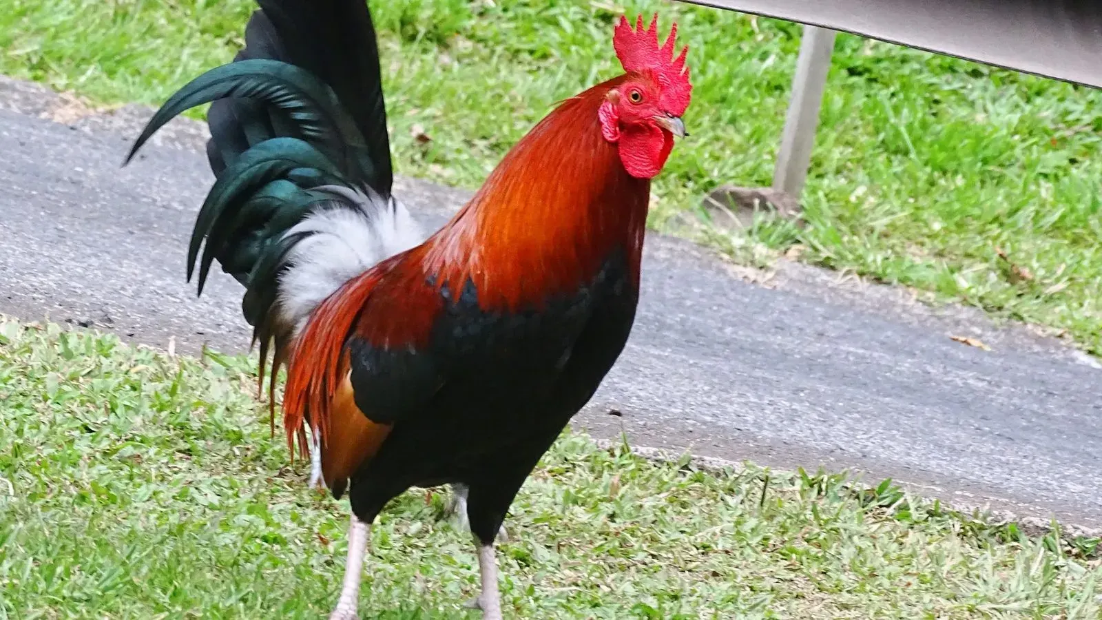 A large rooster with dark hackle feathers standing in a grassy yard