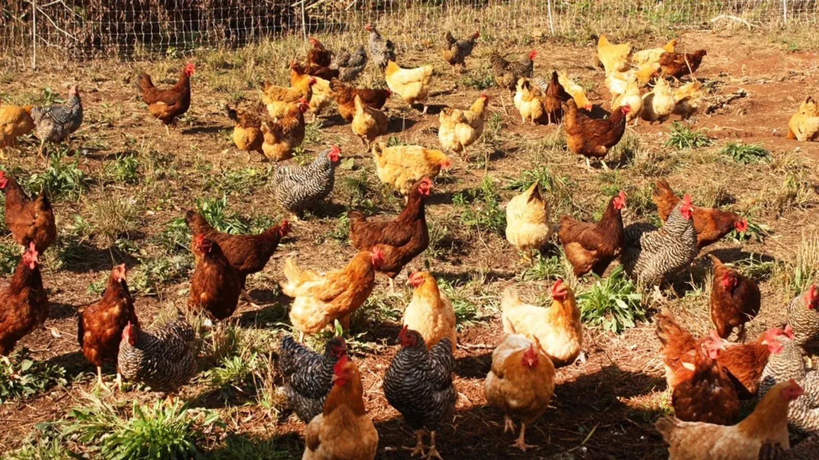 A small flock of free range chickens feeding on open ground on a smallholding
