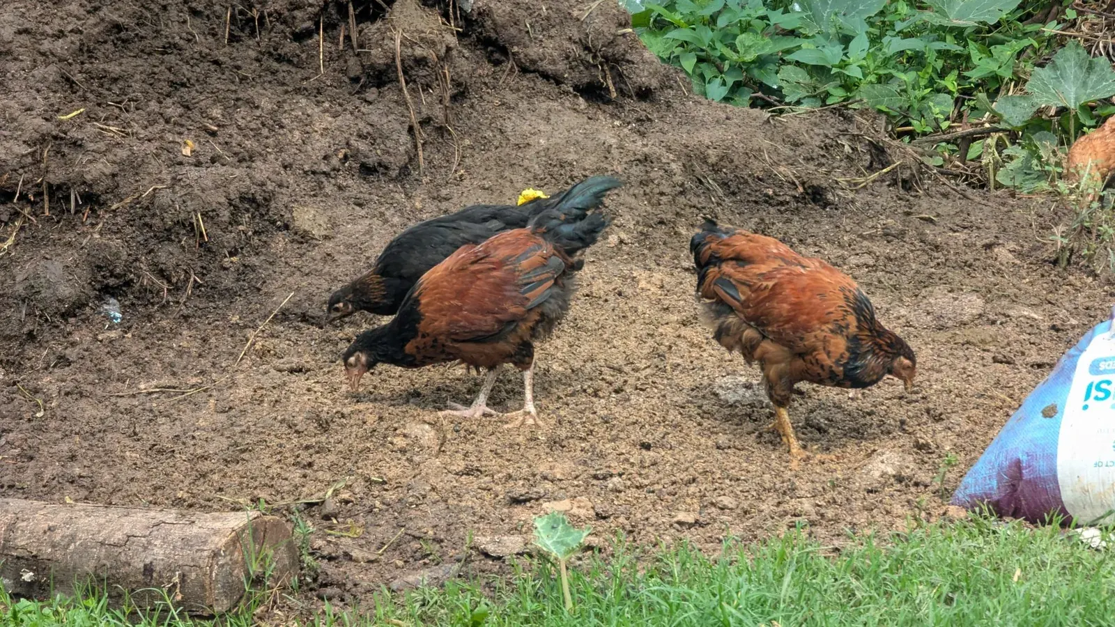 Three brown and black hens pecking through loose soil and small stones beside a garden bed