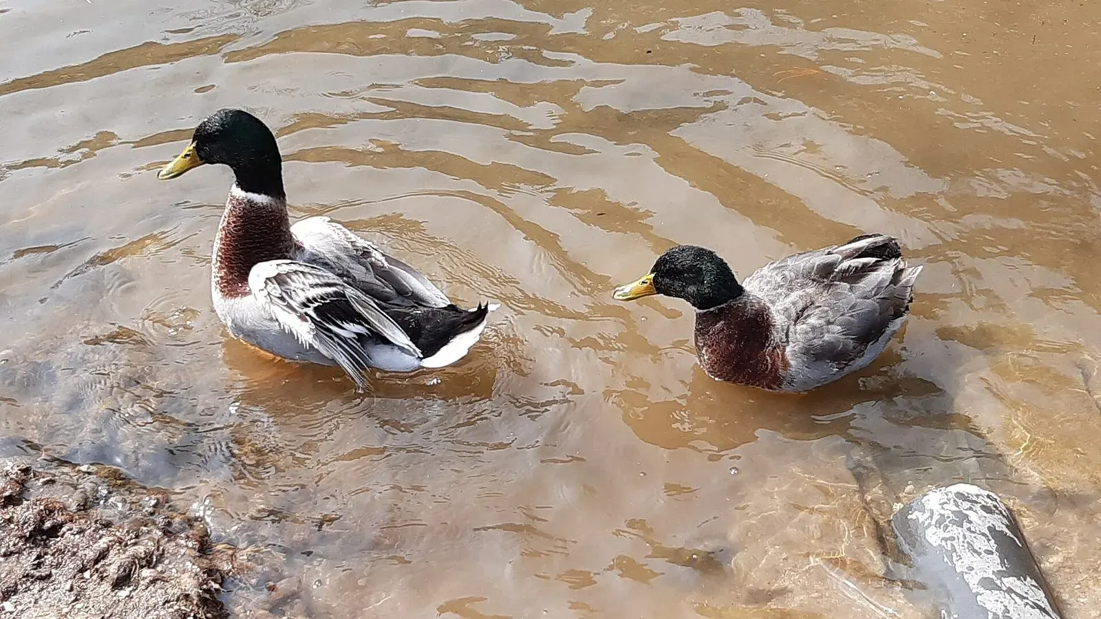 Two mallard ducks swimming in shallow brown water at the edge of a muddy pond