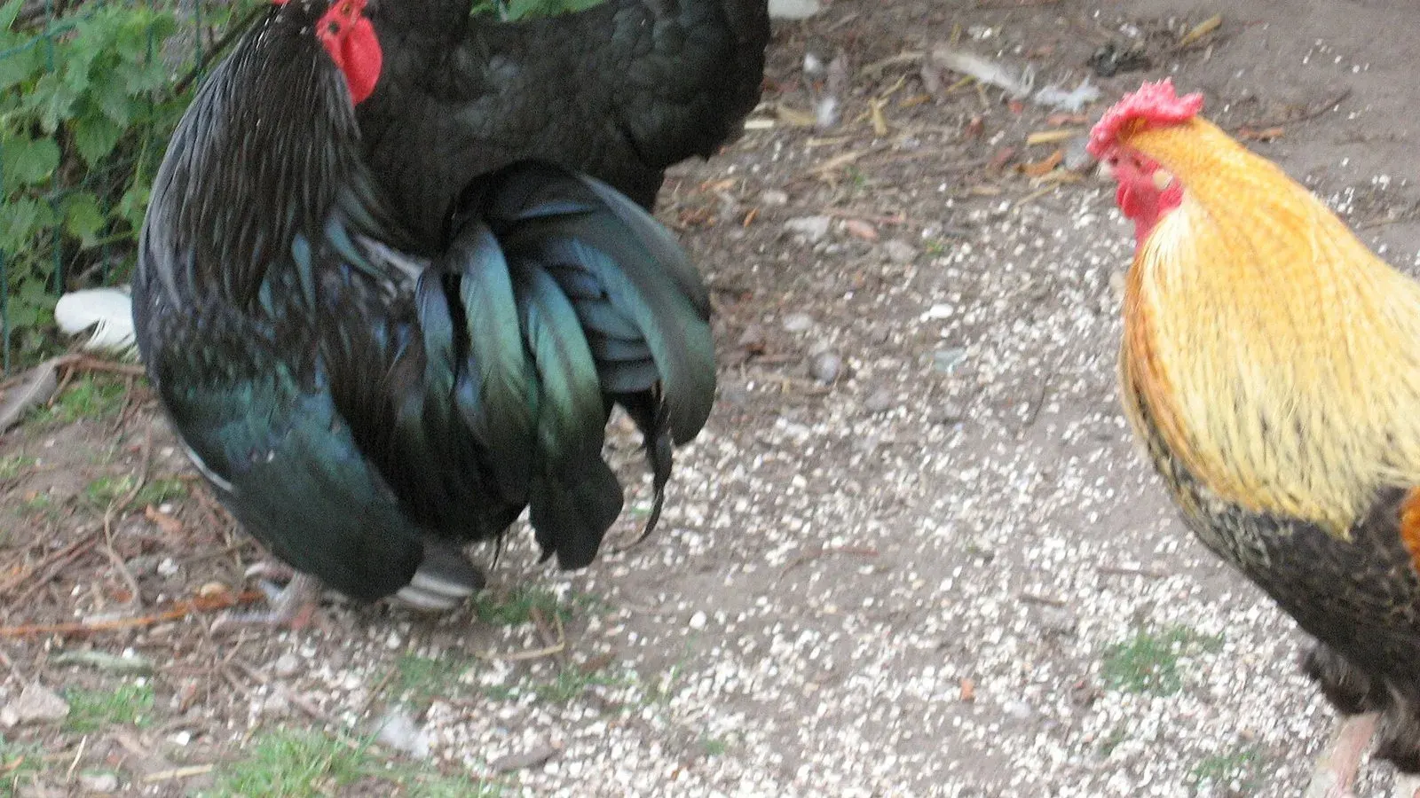 Two roosters standing on grass beside a wire fence on a smallholding