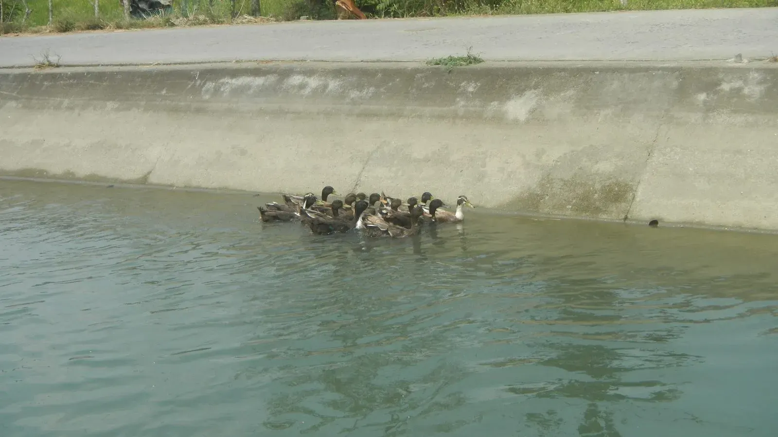 Ducks swimming in a tight group beside the concrete wall of an irrigation canal