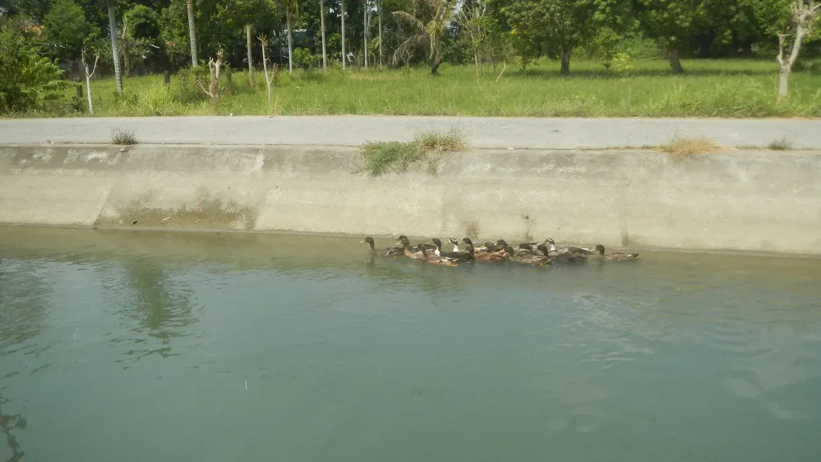 A flock of ducks swimming close together along the wall of a concrete irrigation canal