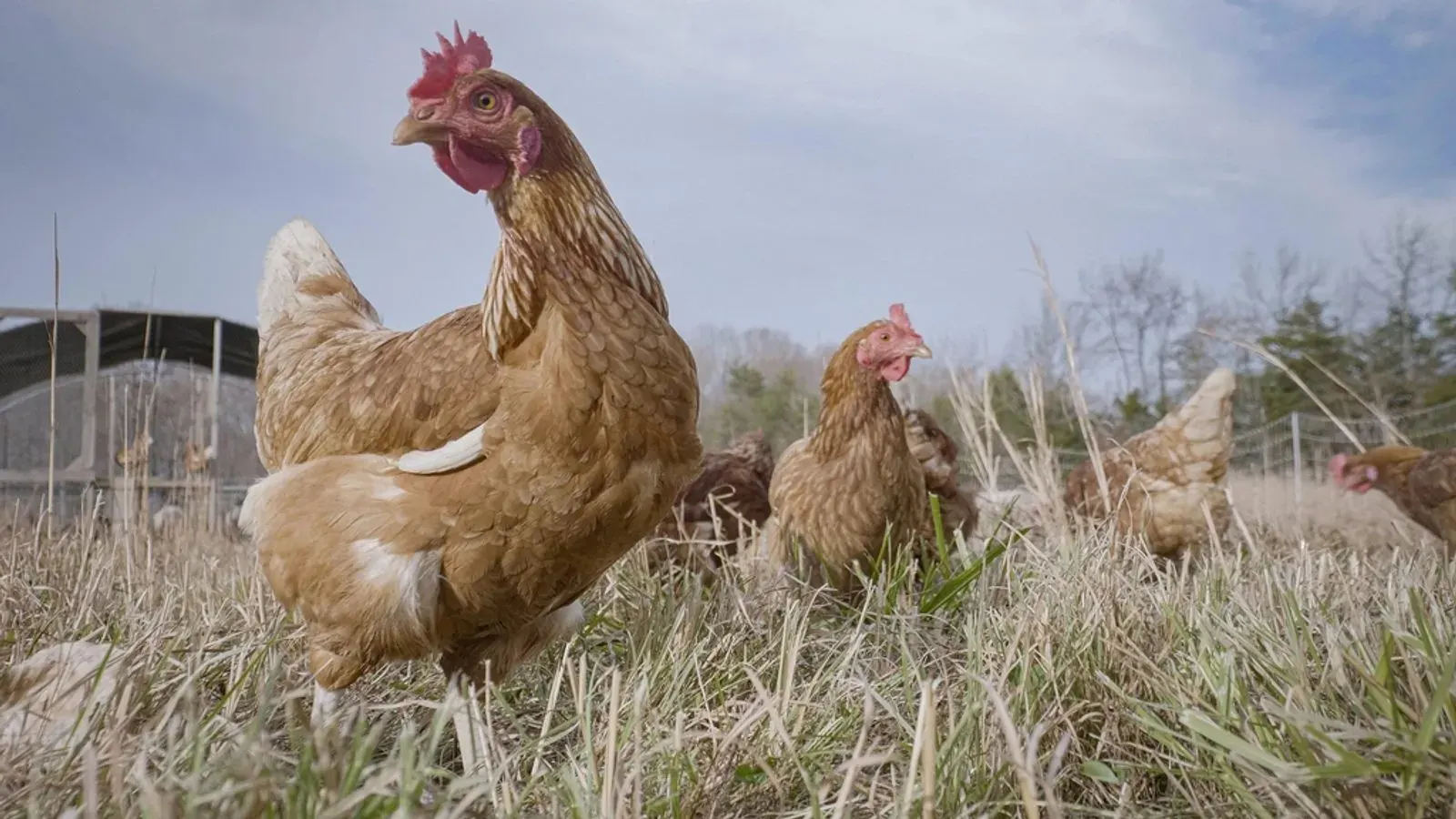 Brown hens ranging on rough winter pasture beside a wire run and bare trees