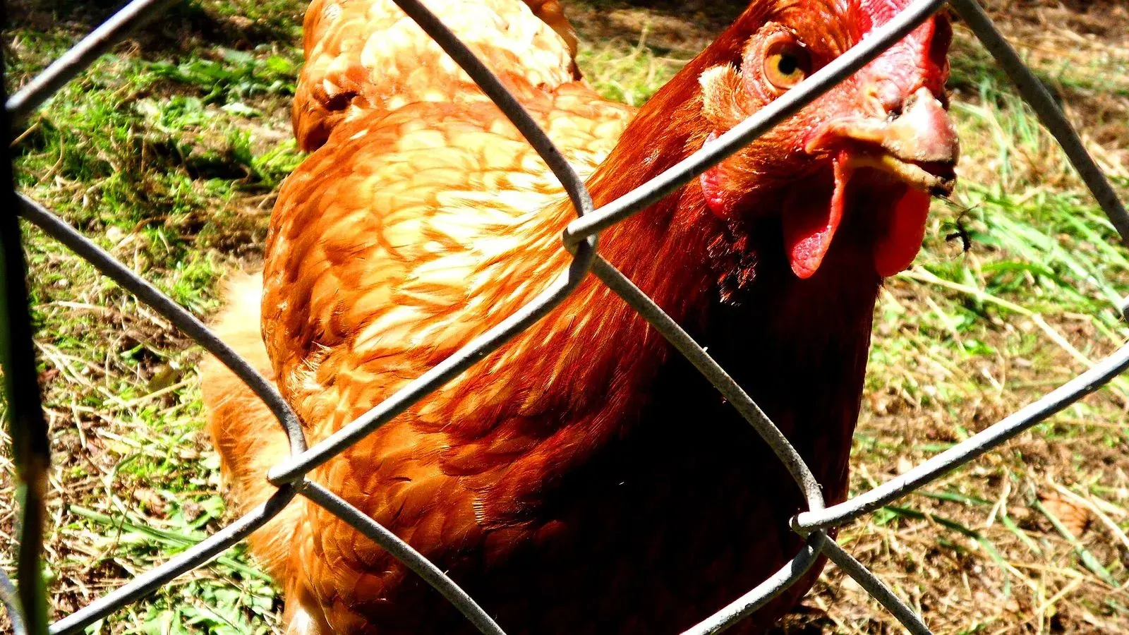 A single hen standing on bare ground in a fenced backyard run