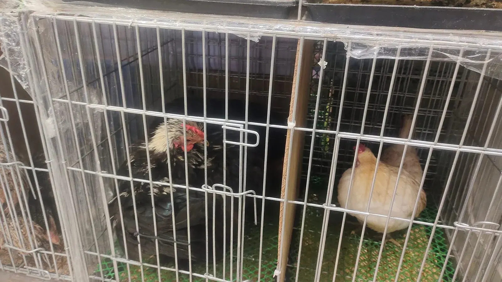 A single bird standing inside a wire mesh cage with a bare wire floor