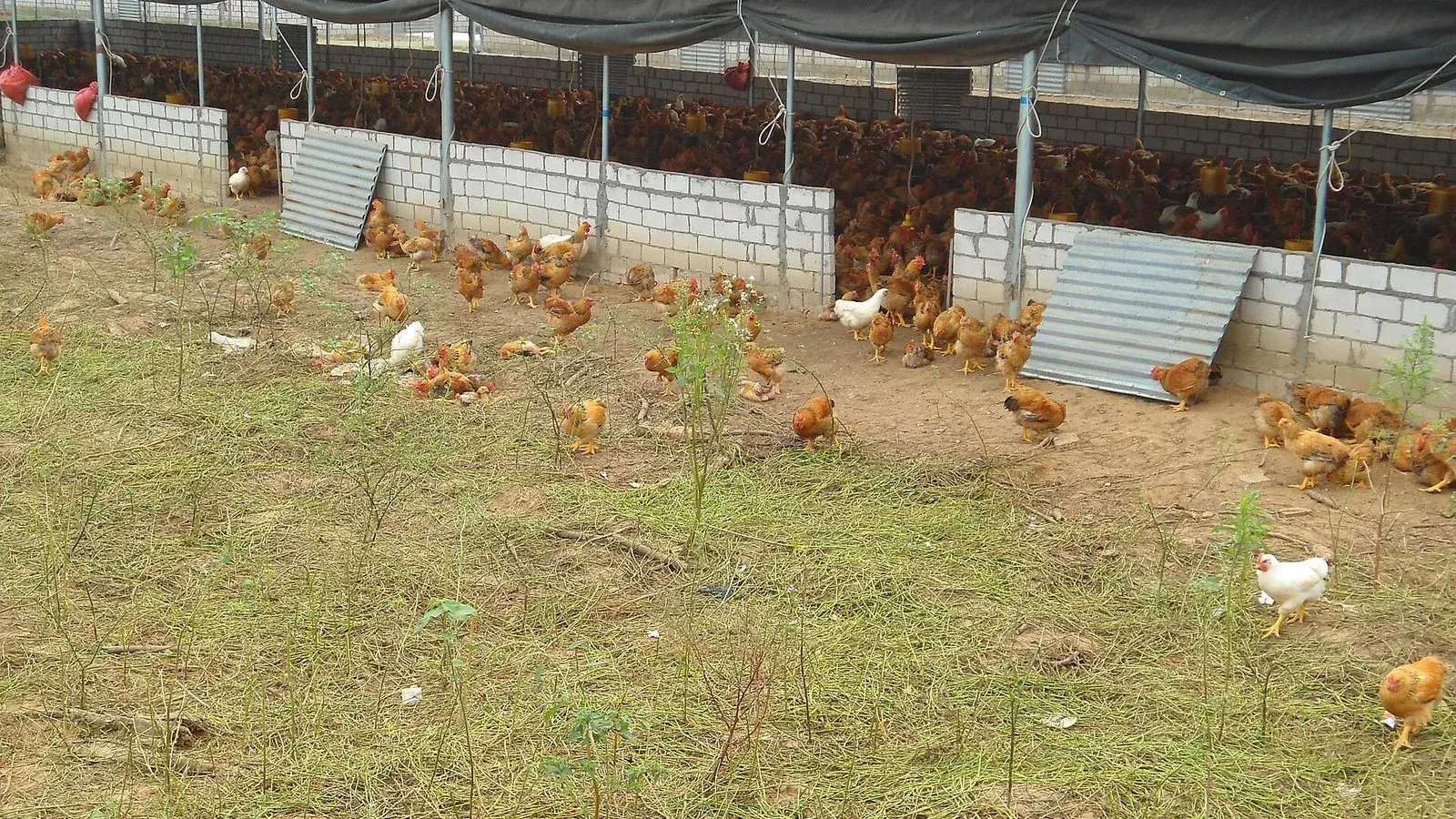 Free range hens pecking at scattered feed on bare ground beside a fence