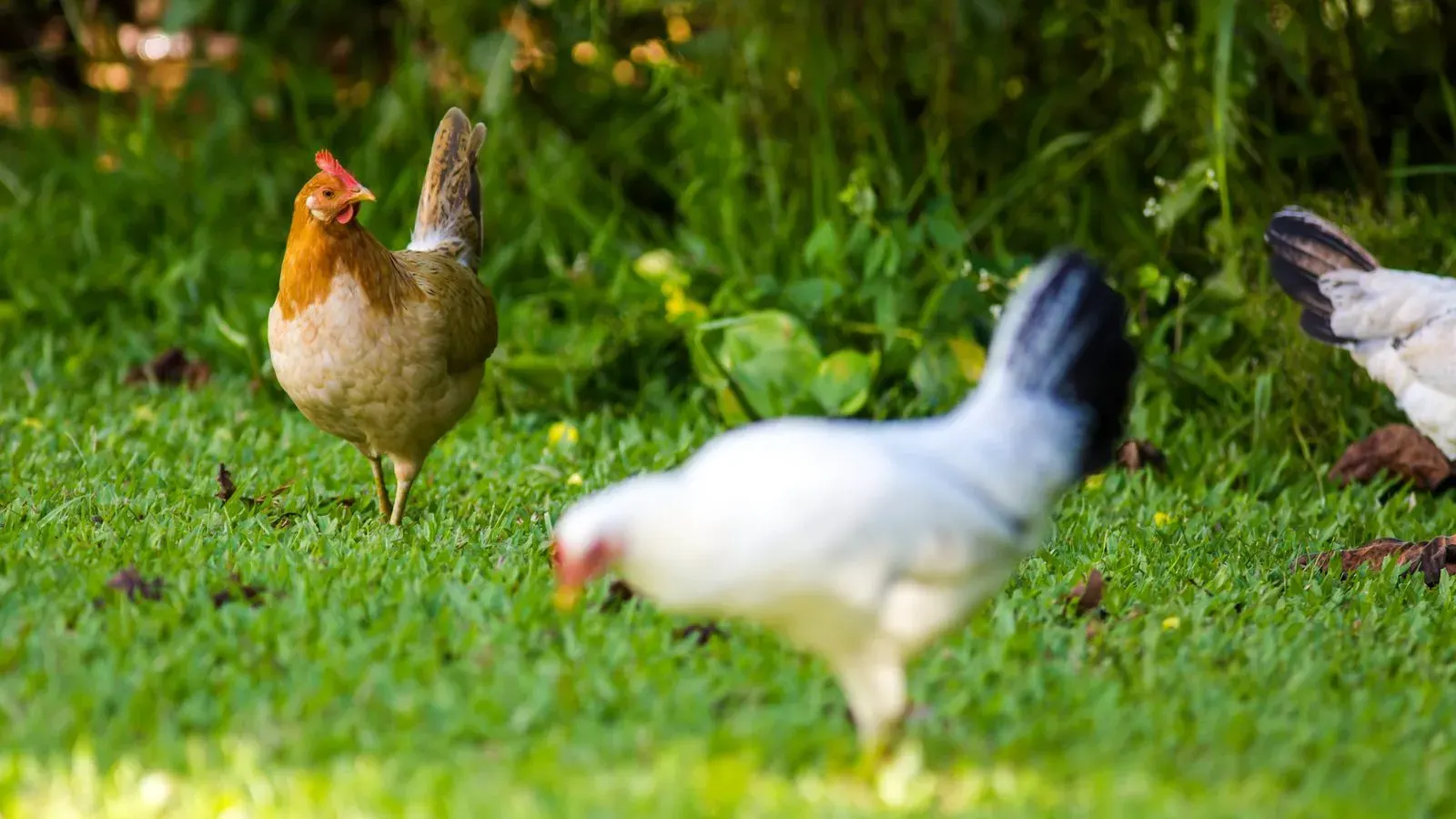 Mixed cereal grains and seeds of the kind sold as poultry scratch