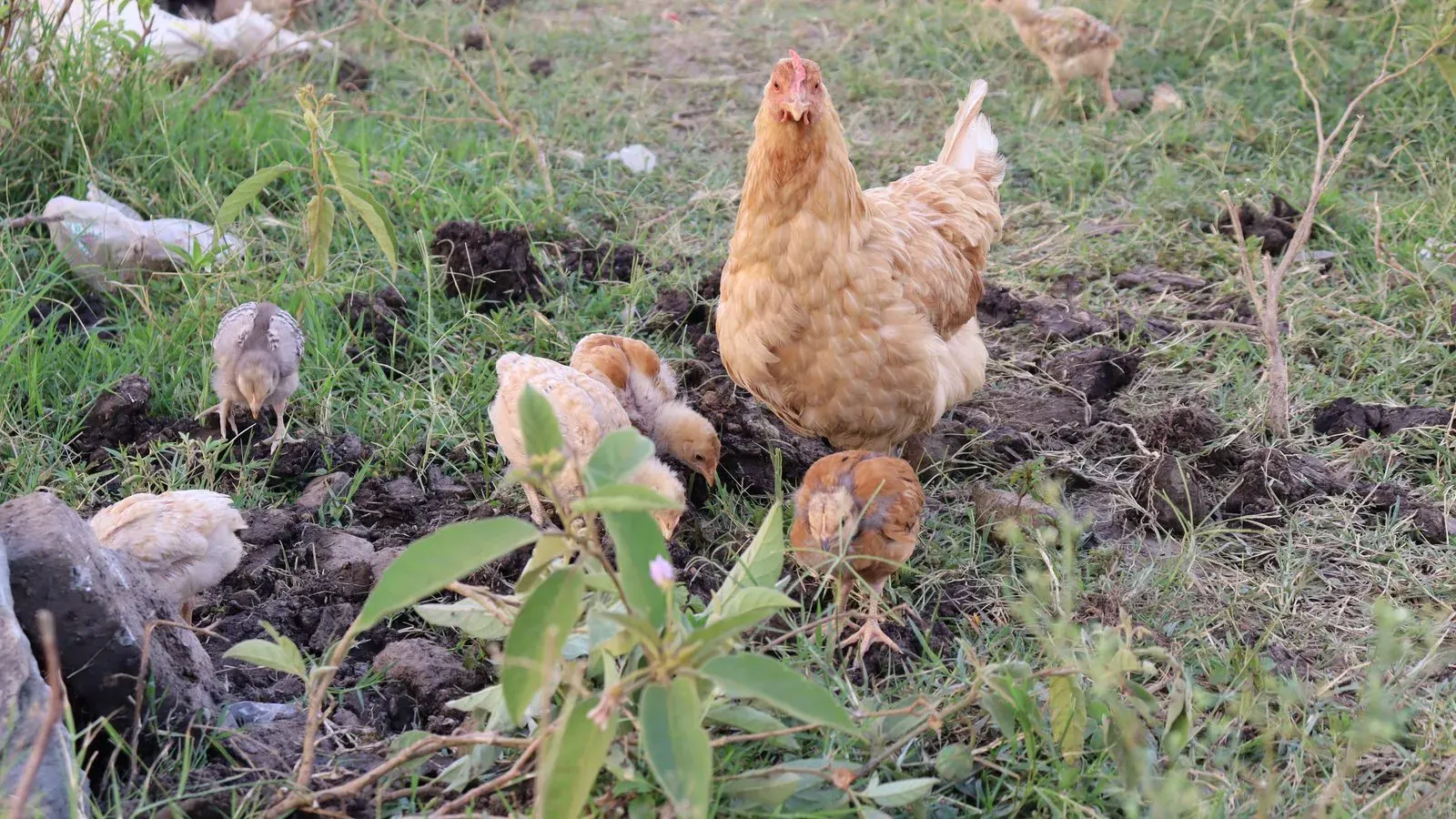 Backyard hens feeding from a metal poultry feeder beside a wire run