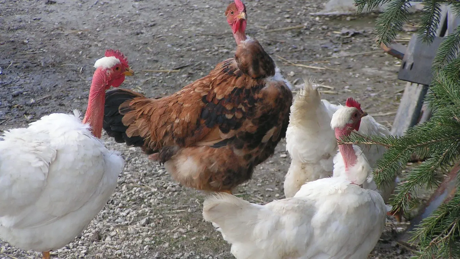 A large domestic turkey standing on bare ground in an outdoor pen