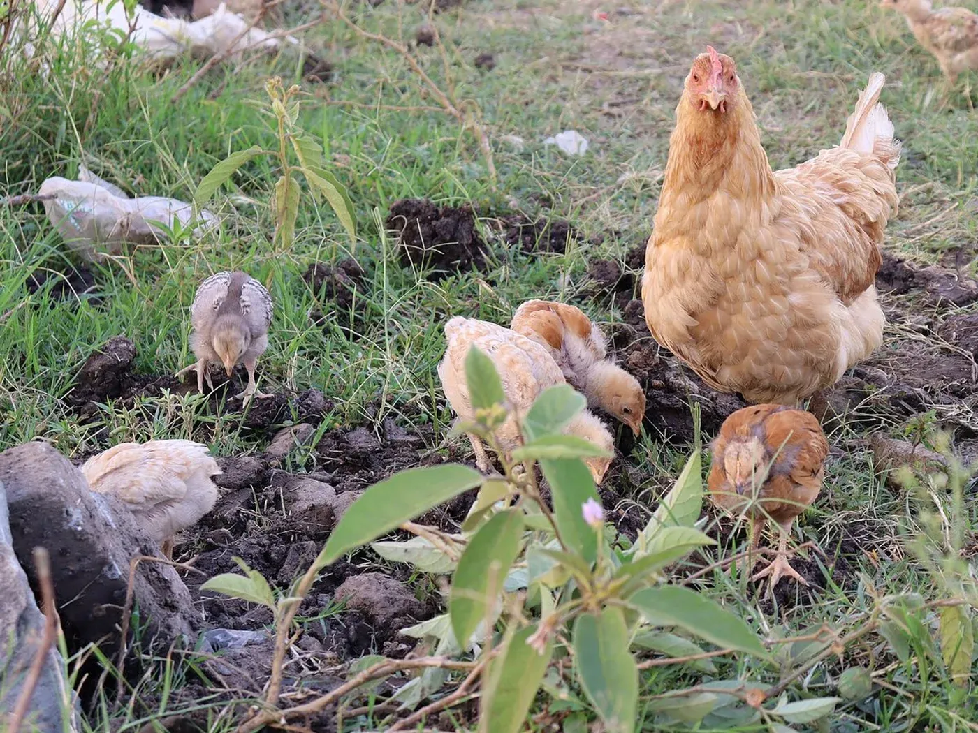 A hen foraging on grass with her chicks in a backyard